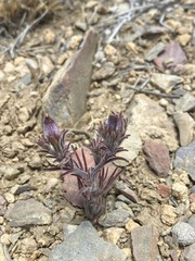 Cordylanthus kingii helleri