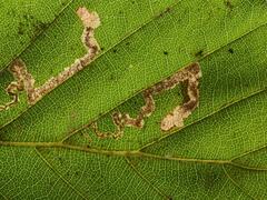Stigmella hemargyrella
