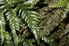 Parapolystichum microsorum