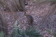 Notamacropus eugenii