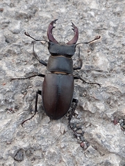 Lucanus cervus