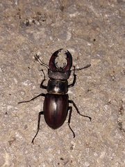 Lucanus cervus