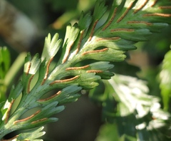 Asplenium flexuosum