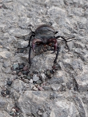 Lucanus cervus