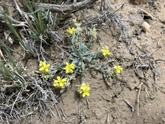 Physaria kingii kingii