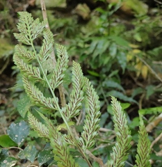 Asplenium flexuosum