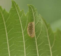 Phyllonorycter schreberella