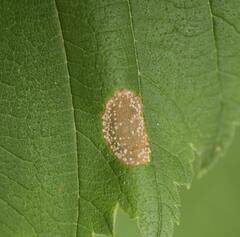 Phyllonorycter schreberella