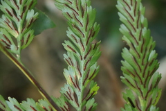 Asplenium flexuosum