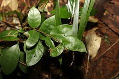 Cyclophyllum longipetalum