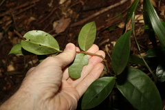 Cyclophyllum longipetalum