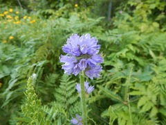 Campanula cervicaria