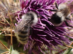 Bombus mesomelas