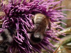 Bombus mesomelas