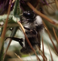 Bombus mesomelas