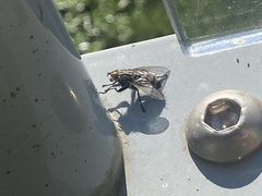 Diptera