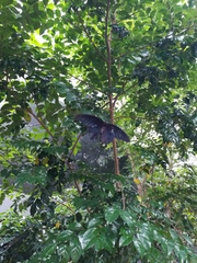 Papilio memnon thunbergii