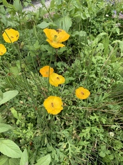 Papaver nudicaule