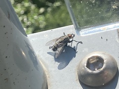 Diptera