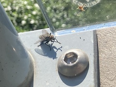 Diptera