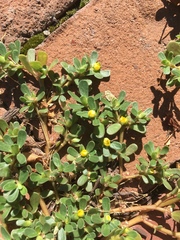 Portulaca oleracea