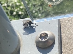 Diptera