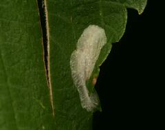 Phyllonorycter agilella