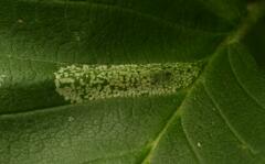 Phyllonorycter agilella