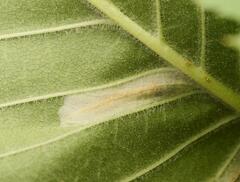 Phyllonorycter agilella