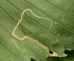 Stigmella lemniscella