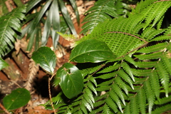 Celastrus subspicatus