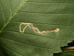 Stigmella lemniscella