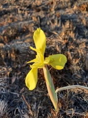 Moraea hiemalis
