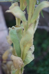 Verbascum