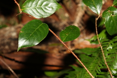 Celastrus subspicatus