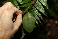 Celastrus subspicatus