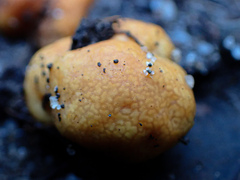 Zelleromyces