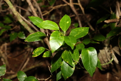 Cleistanthus cunninghamii
