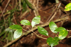 Cleistanthus cunninghamii