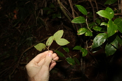 Cleistanthus cunninghamii