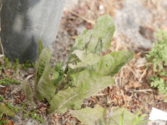 Podosphaera erigerontis-canadensis