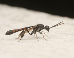 Gasteruption assectator