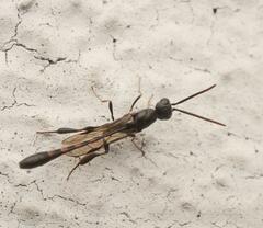 Gasteruption assectator