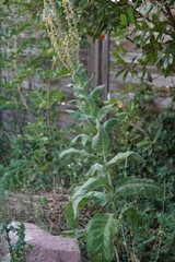 Verbascum