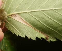 Phyllonorycter tristrigella