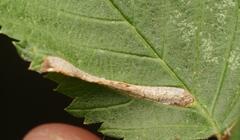 Phyllonorycter tristrigella