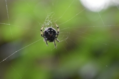Araneus rotundulus