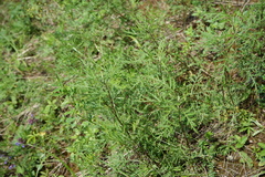 Artemisia gmelinii