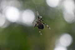 Araneus rotundulus