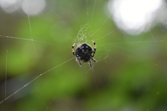 Araneus rotundulus